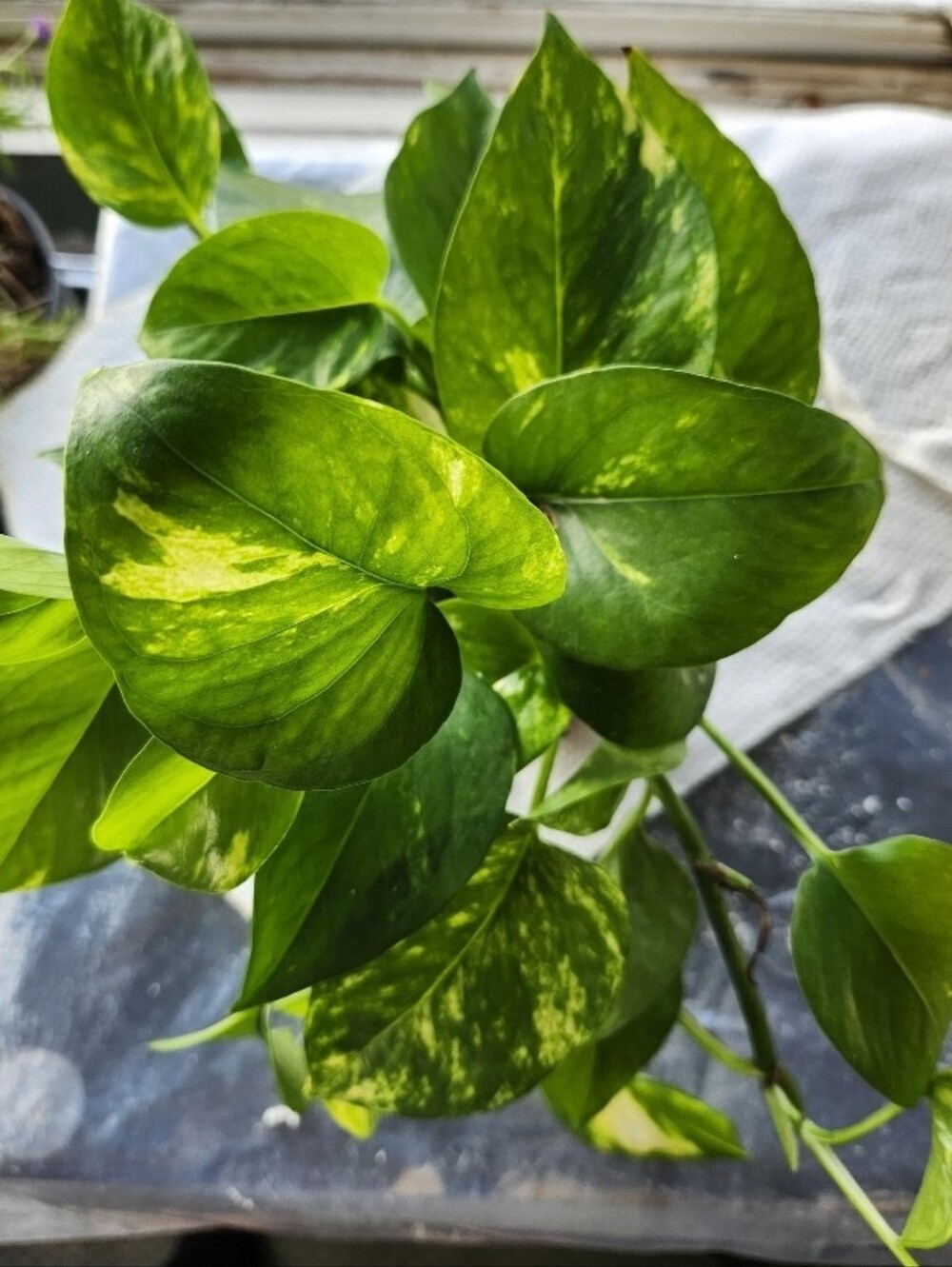 Scott  Key Cover Free Pothos House Plant Cutting